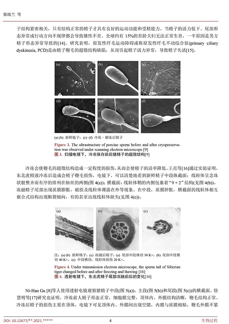低溫冷凍保存對豬精子的影響-4.jpg