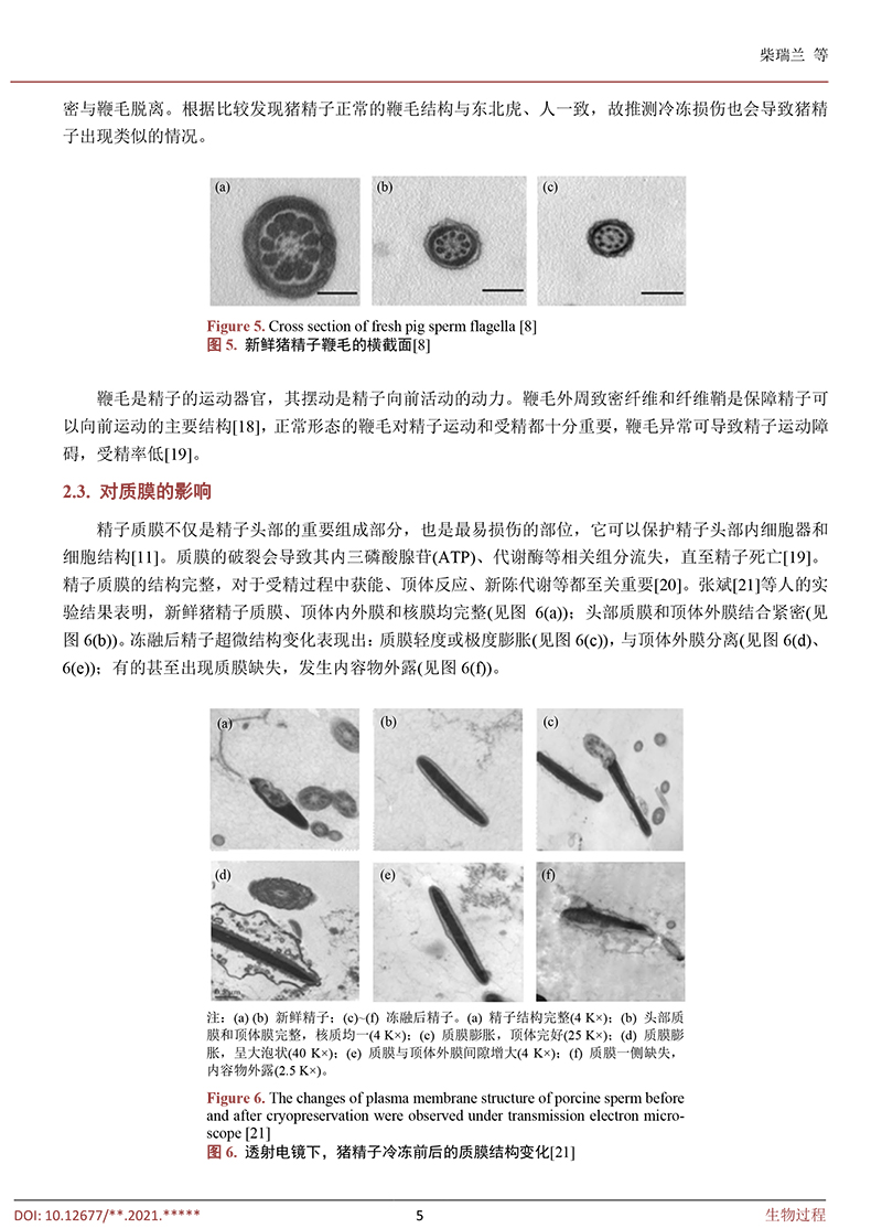 低溫冷凍保存對豬精子的影響-5.jpg