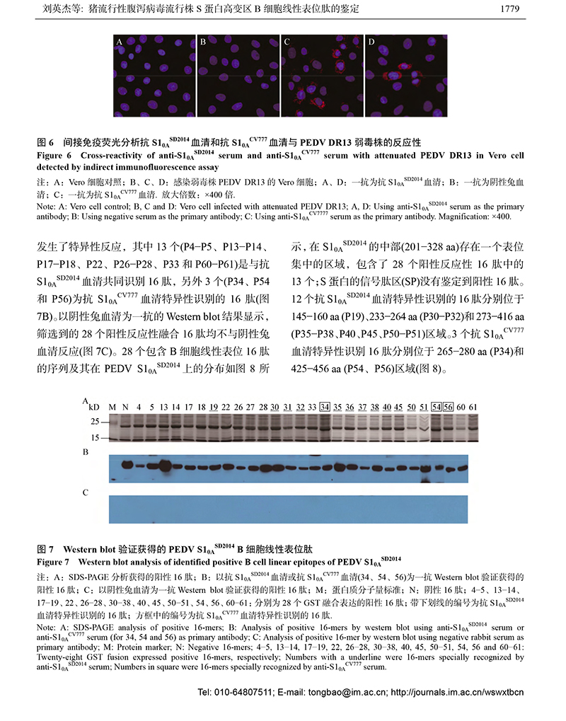 14-豬流行性腹瀉-8.jpg