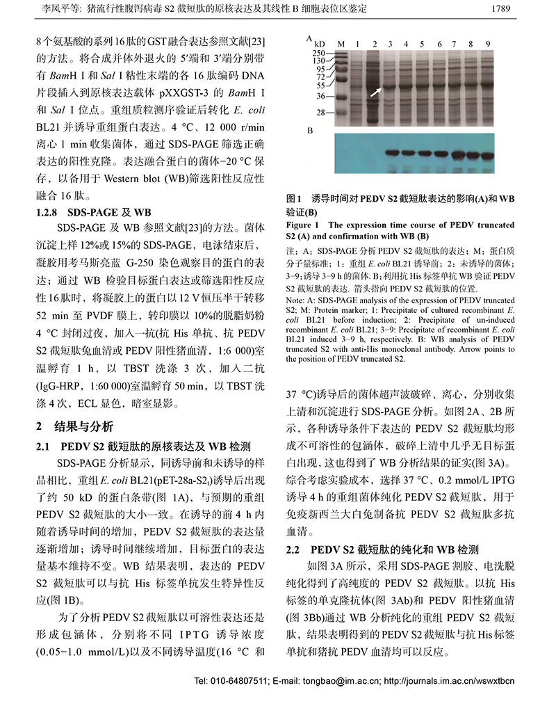 12-豬流行性腹瀉病毒S2-5.jpg