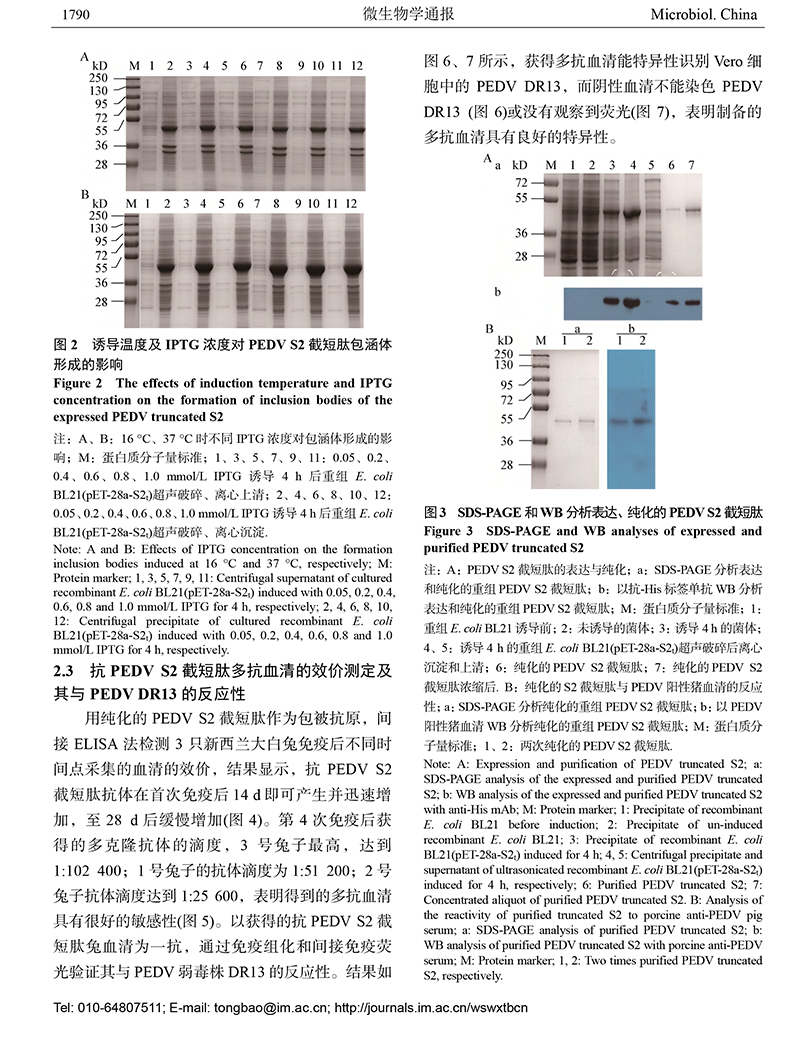 12-豬流行性腹瀉病毒S2-6.jpg