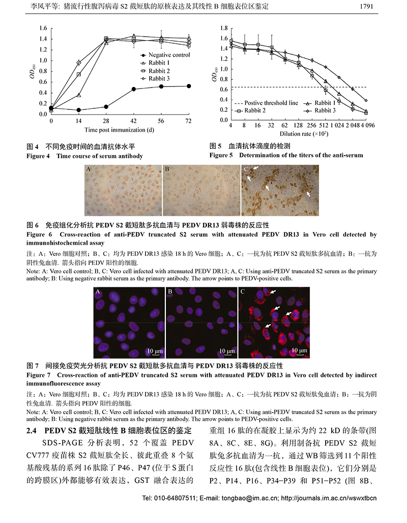 12-豬流行性腹瀉病毒S2-7.jpg