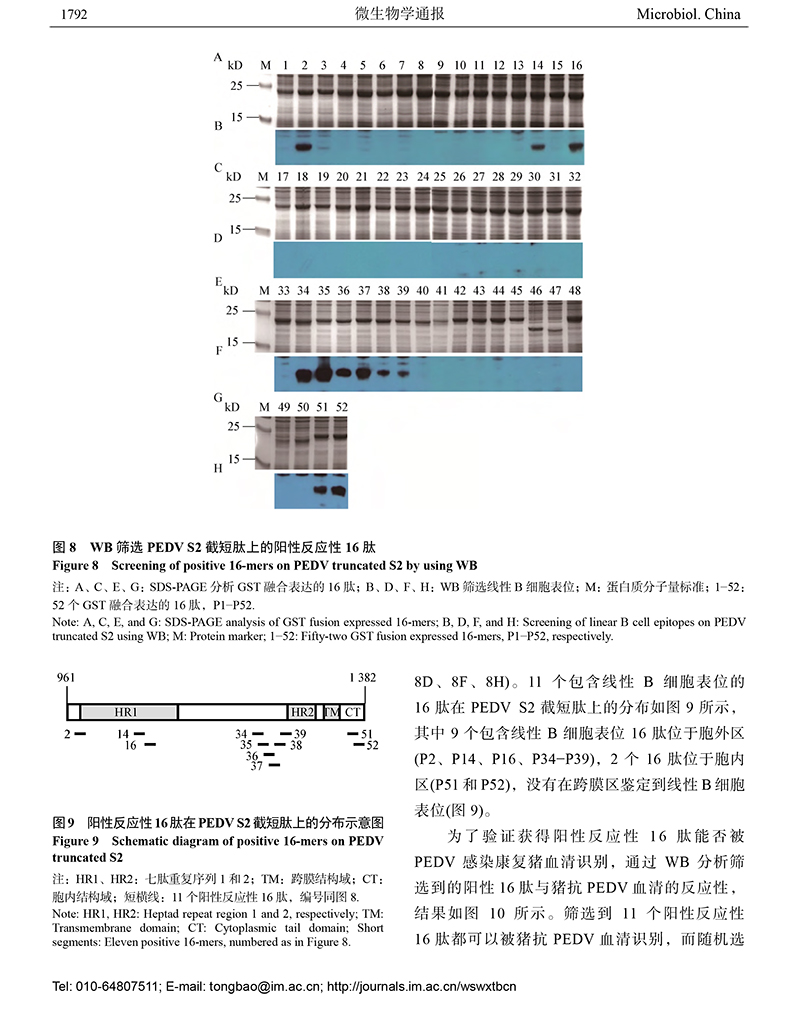 12-豬流行性腹瀉病毒S2-8.jpg
