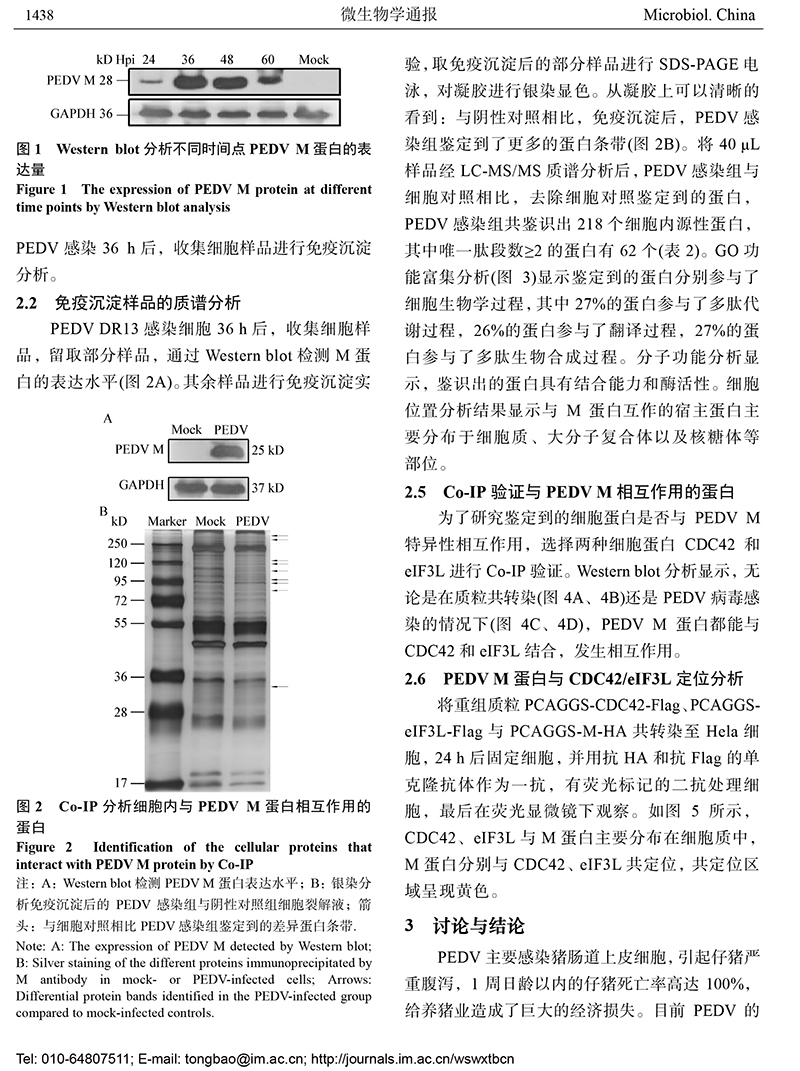 13-與豬流行性腹瀉病毒 M 蛋白互作的宿主蛋白的鑒定-5.jpg