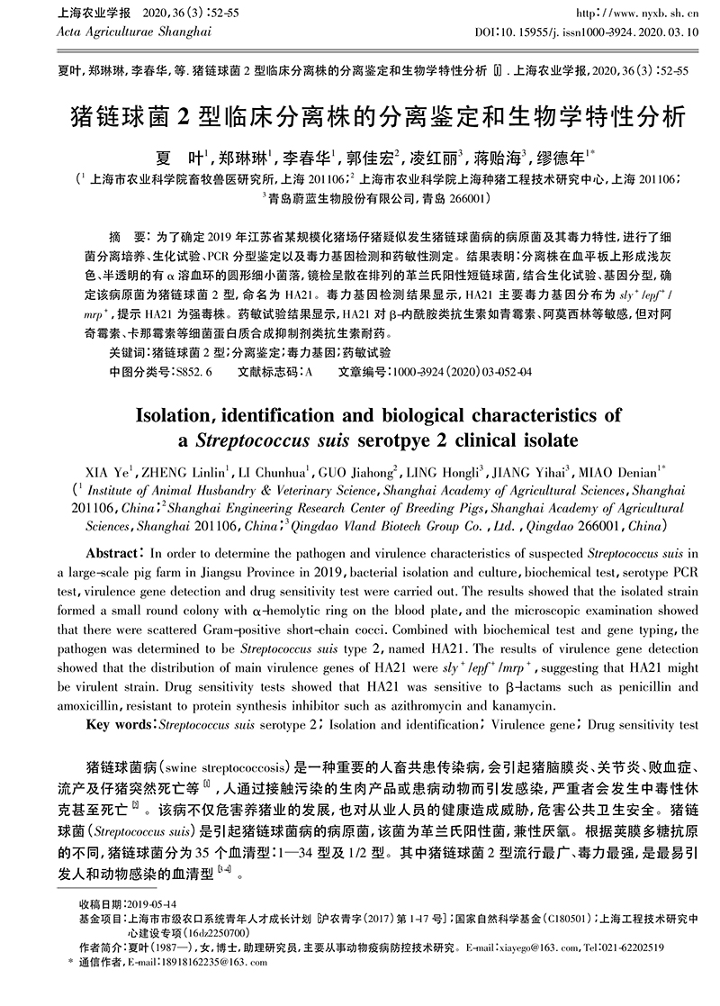 20、豬鏈球菌2型臨床分離株的分離鑒定和生物學特性分析_夏葉-1.jpg