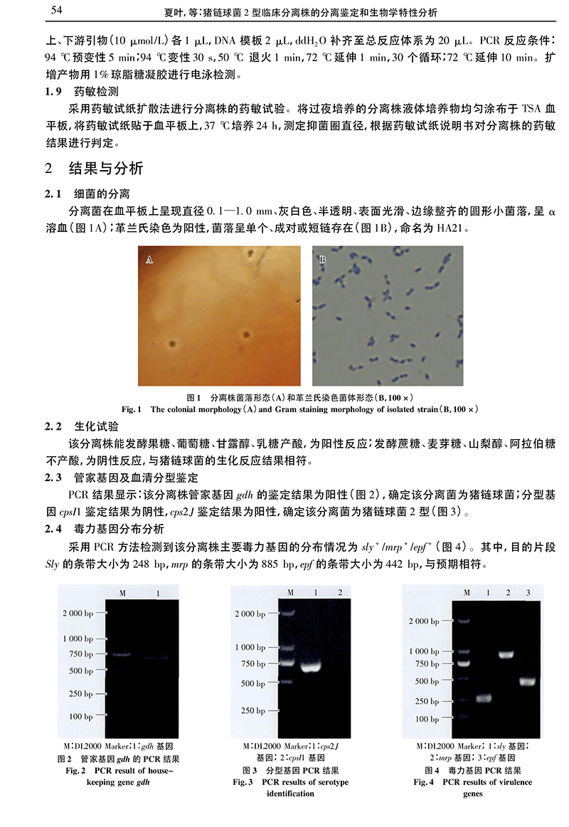 20、豬鏈球菌2型臨床分離株的分離鑒定和生物學特性分析_夏葉-3.jpg