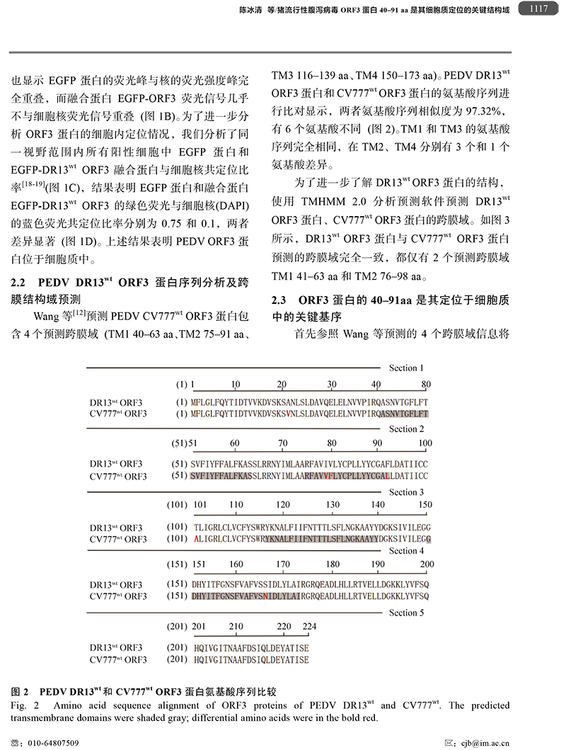 18、豬流行性腹瀉病毒ORF3蛋白-5.jpg