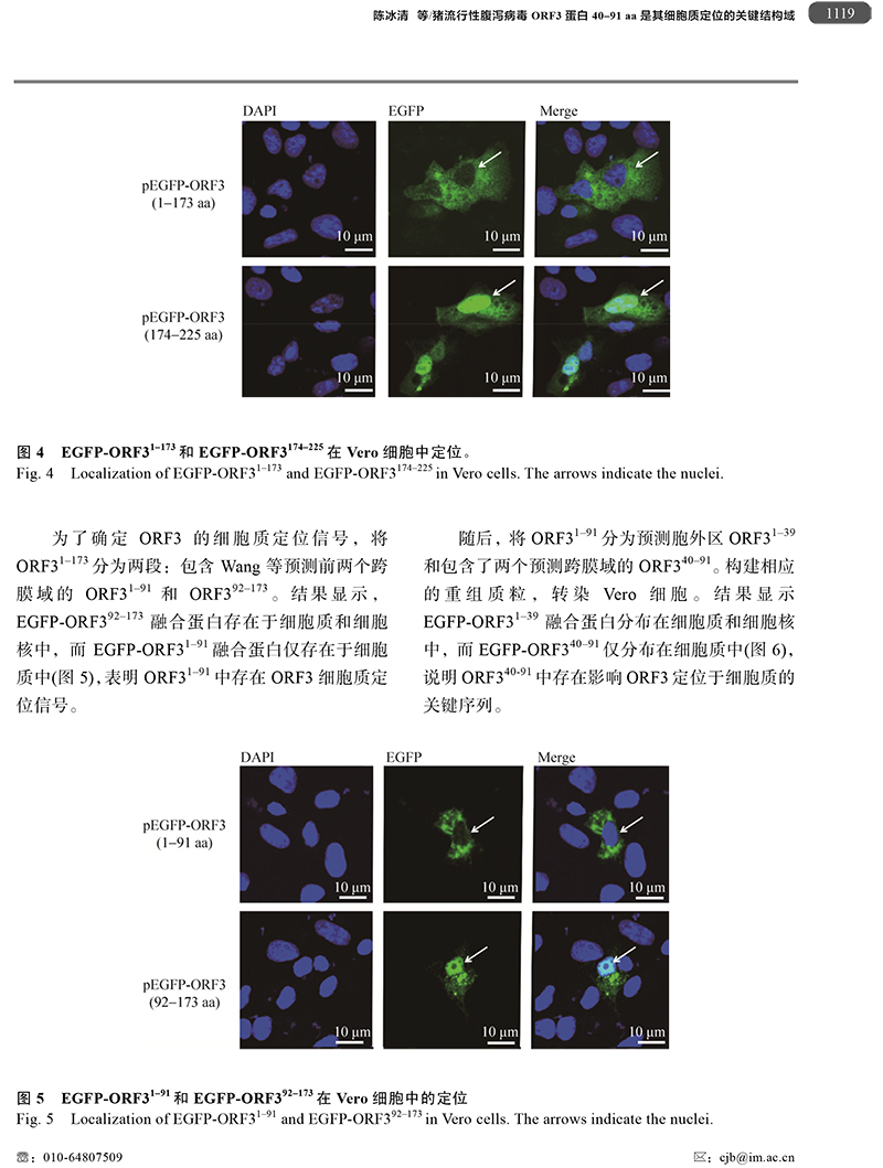 18、豬流行性腹瀉病毒ORF3蛋白-7.jpg
