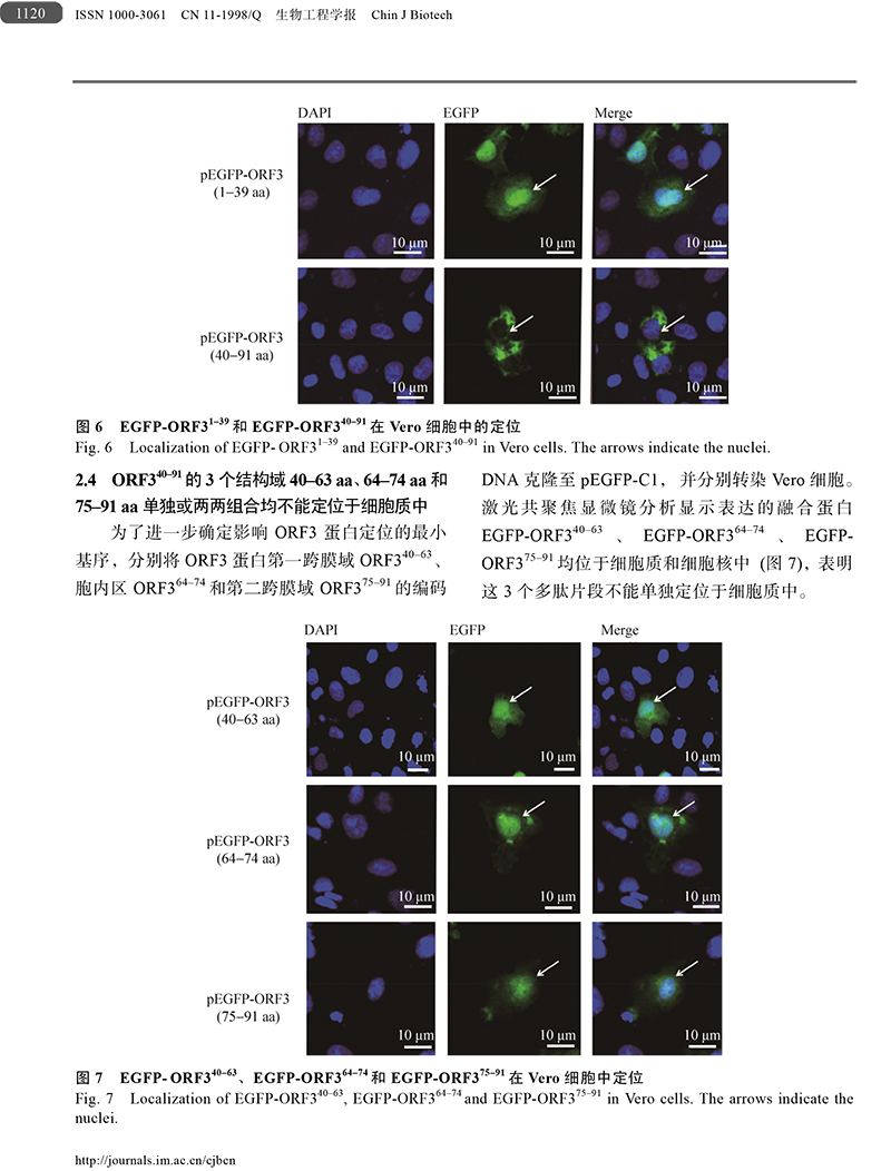 18、豬流行性腹瀉病毒ORF3蛋白-8.jpg