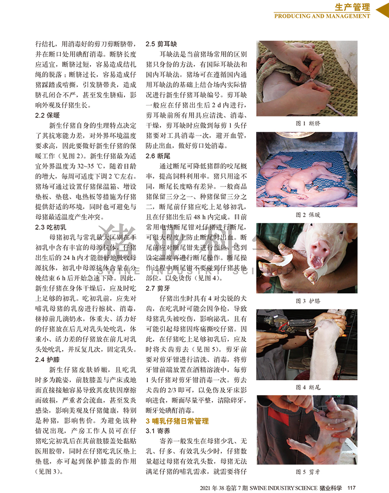 產(chǎn)房仔豬精細(xì)化管理概要-2.jpg